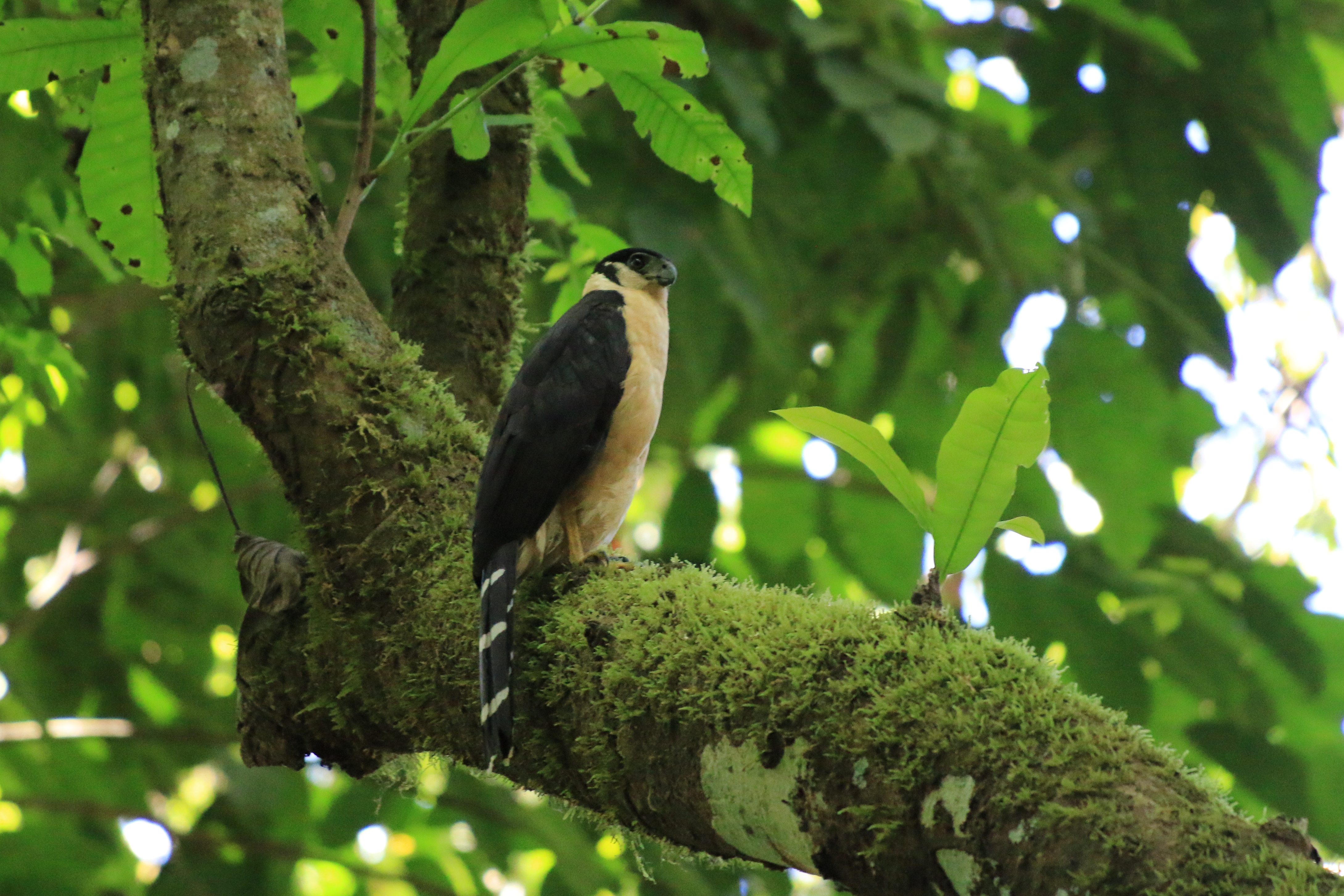 Costa Rica